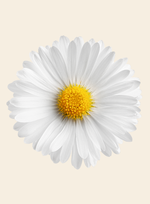 Chamomile