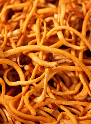 Cordyceps