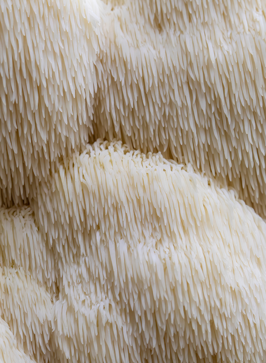 Lion's Mane