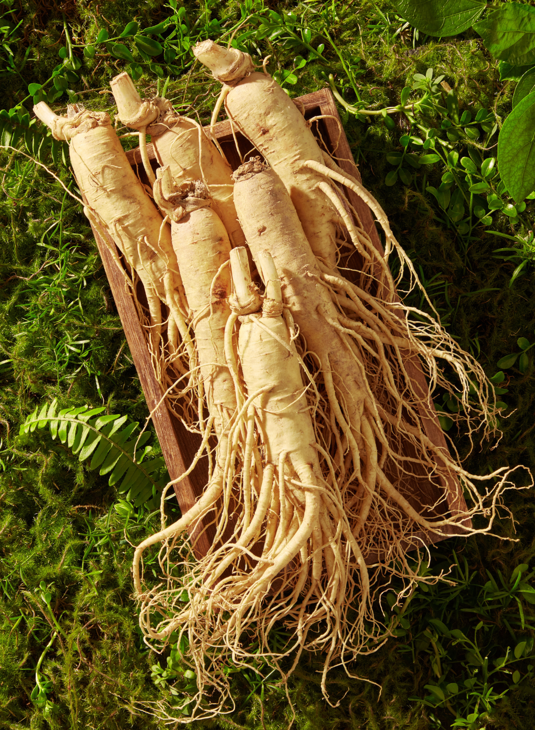 Ginseng