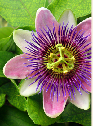 Passion Flower