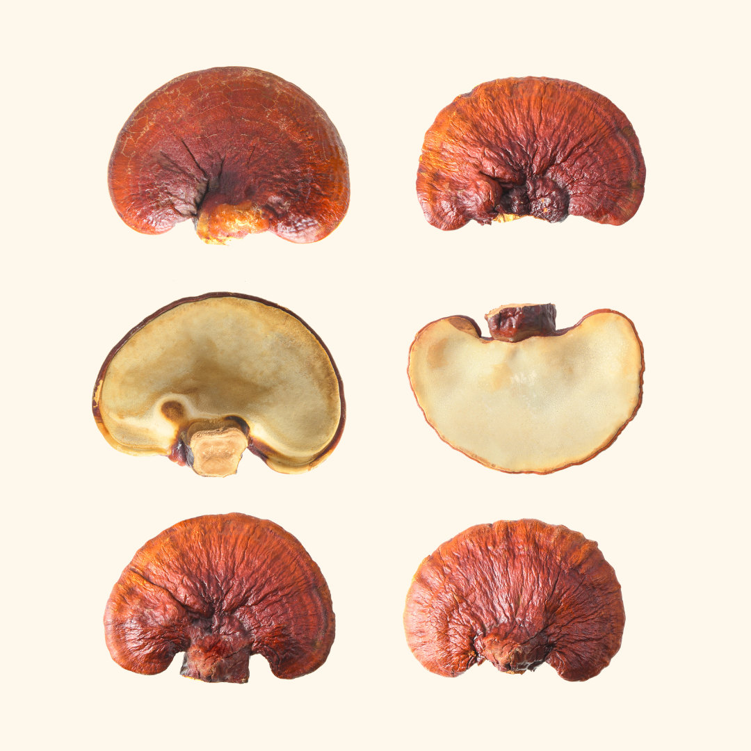 Reishi
