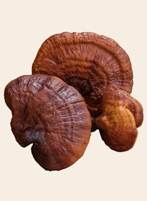 Reishi